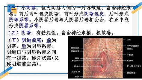 女孩生殖器|女阴